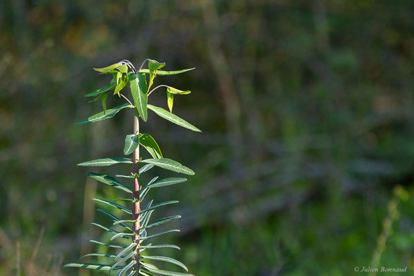 Euphorbe épurge – Euphorbia lathyris L., 1753, (Juillan (65), France, le 05/04/2022)