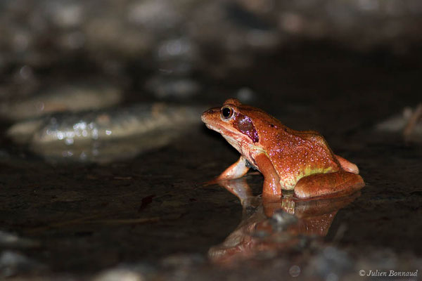 Grenouille rousse — Rana temporaria Linnaeus, 1758