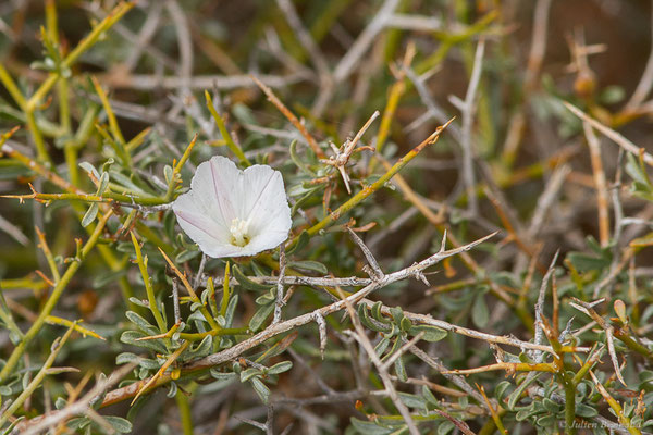Liseron buissonant — Convolvulus trabutianus Schweinf. & Muschl., (Ammelne, (Souss-Massa), Maroc, le 06/02/2023)