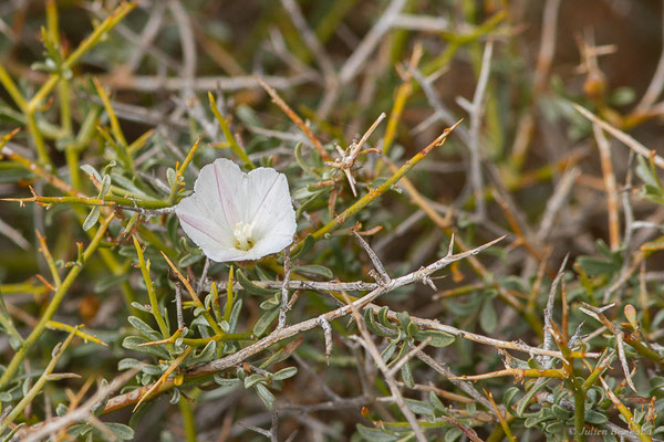 Liseron buissonant — Convolvulus trabutianus Schweinf. & Muschl.