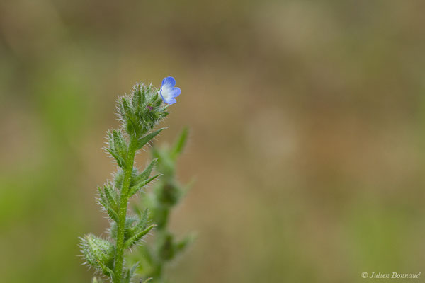 Lycopside des champs — Lycopsis arvensis L., 1753, (Mont-de-Marsan (40), France, le 28/06/2021)