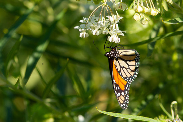 Monarque ou Monarque américain — Danaus plexippus (Linnaeus, 1758), (Tétouan (Tanger-Tétouan-Al Hoceïma), Maroc, le 27/09/2023)