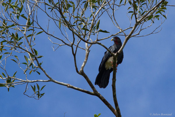 Caracara à gorge rouge — Ibycter americanus (Boddaert, 1783), (Crique Crabe, Kourou, Guyane, le 08/09/2017)