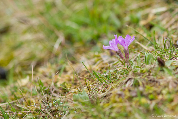 Primevère à feuilles entières – Primula integrifolia L., 1753, (Station de ski de Gourette, Eaux Bonnes (65), France, le 15/06/2020)