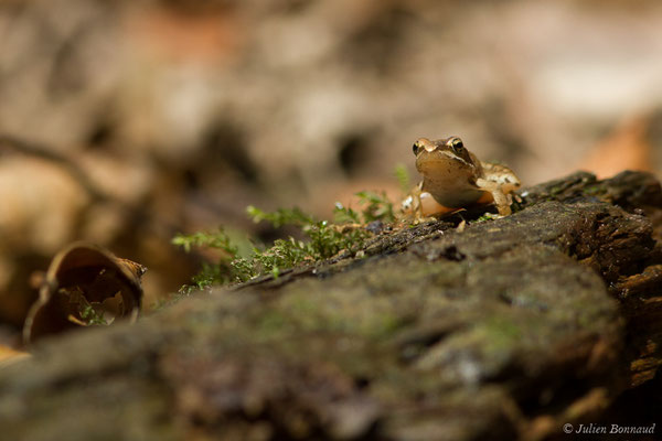 Grenouille agile — Rana dalmatina Fitzinger in Bonaparte, 1838