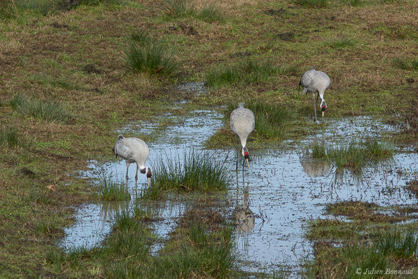 Grue cendrée – Grus grus (Linnaeus, 1758), (réserve des barthes de Saint-Martin-de-Seignanx (64), France, le 19/01/2019)