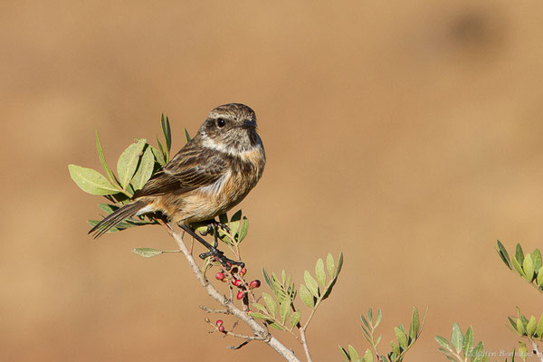 Tarier pâtre — Saxicola rubicola (Linnaeus, 1766), (Tétouan (Tanger-Tétouan-Al Hoceïma), Maroc, le 27/09/2023)