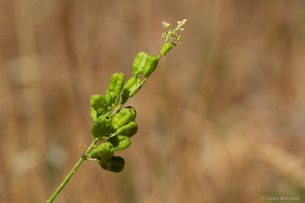 Réséda jaune — Reseda lutea L., 1753, (Castille-et-León, Espagne, le 04/07/2022)