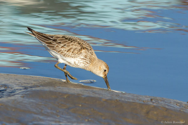 Bécasseau variable — Calidris alpina (Linnaeus, 1758)