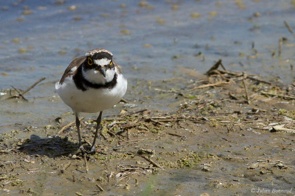 Petit Gravelot — Charadrius dubius Scopoli, 1786, (réserve ornithologique du Teich (33), France, le 23/05/2021)