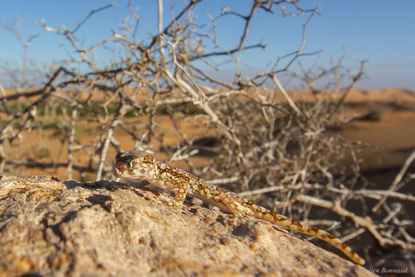 Sténodactyle de Maurétanie — Stenodactylus mauritanicus Guichenot, 1850, (Daoura (Laâyoune-Sakia El Hamra), Maroc, le 03/11/2023)