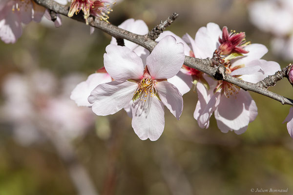 Amandier — Prunus dulcis (Mill.) D.A.Webb, 1967, (Saragosse (Aragon), Espagne, le 07/02/2022)