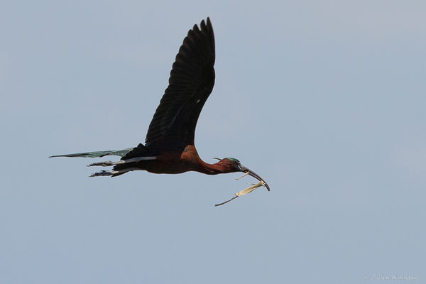 Ibis falcinelle — Plegadis falcinellus (Linnaeus, 1766), (Parc Naturel du Delta de l'Ebre (Catalogne), Espagne, le 06/06/2022)