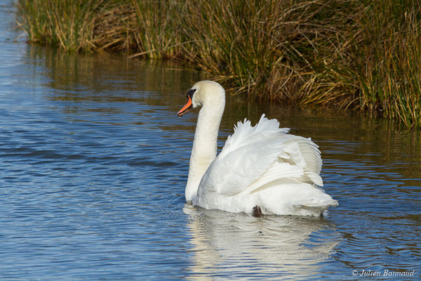 Cygne tuberculé — Cygnus olor (Gmelin, JF, 1789), (réserve ornithologique du Teich (33), France, le 24/01/2018)