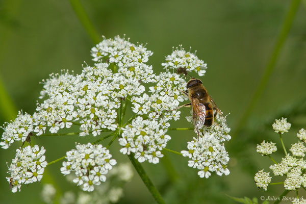 Eristale gluante — Eristalis tenax (Linnaeus, 1758), (Le Bastan de Sers, Sers (65), France, le 29/06/2018)