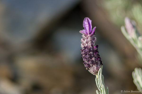 Lavande papillon, Lavande stoechade— Lavandula stoechas L., 1753, (Notre-Dame du Mai, Six-Fours-les-Plages (83), France, le 02/02/2021)