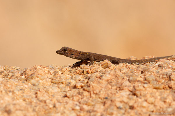Gecko à paupières épineuses — Quedenfeldtia moerens (Chabanaud, 1916)