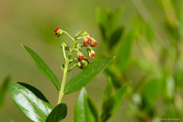 Corroyère à feuilles de myrte — Coriaria myrtifolia L., 1753, (Lespielle (64), France, le 20/04/2024)