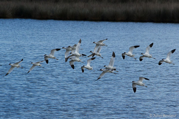 Avocette élégante — Recurvirostra avosetta Linnaeus, 1758, (réserve ornithologique du Teich (33), France, le 24/01/2018)