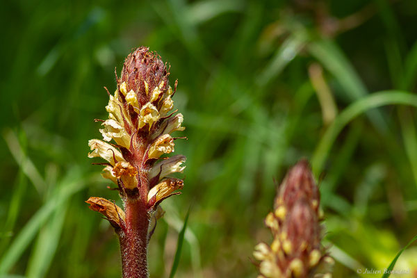 Orobanche du lierre — Orobanche hederae Vaucher ex Duby, 1828, (Bours (65), France, le 30/05/2023) 