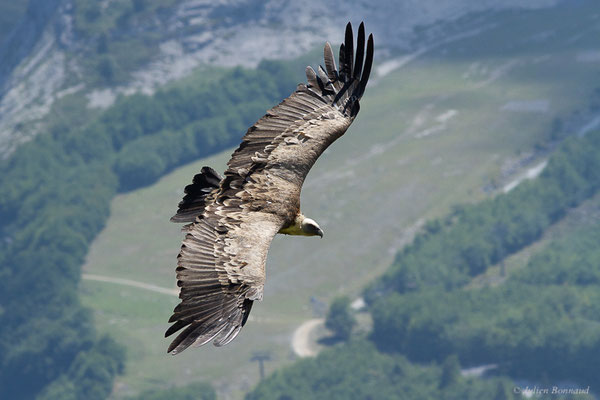 Vautour fauve — Gyps fulvus (Hablizl, 1783), (station de ski de Gourette, Eaux-Bonnes (64), France, le 10/08/2022)
