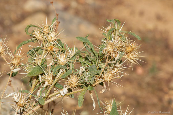 Centaurée chausse-trappe — Centaurea calcitrapa L., 1753, (Ammelne, (Souss-Massa), Maroc, le 06/02/2023)