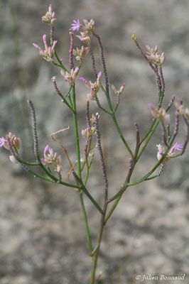 Polygala adenophora (Centre Spatial Guyanais, Kourou, le 12/05/2014)