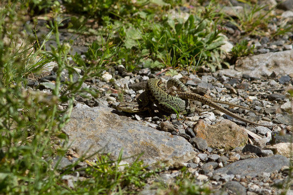 Lézard des murailles — Podarcis muralis (Laurenti, 1768)