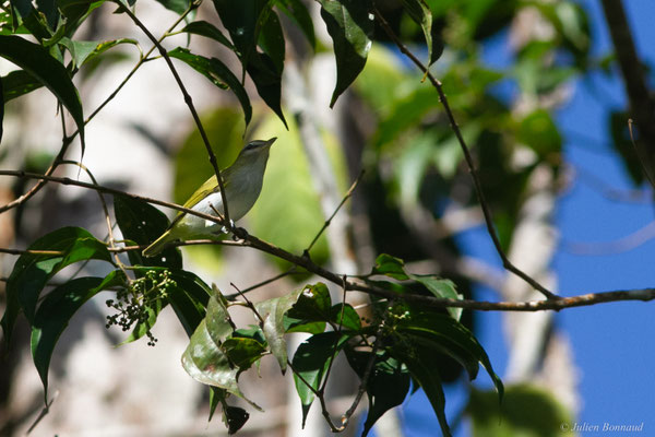 Viréo aux yeux rouges — Vireo olivaceus (Linnaeus, 1766)