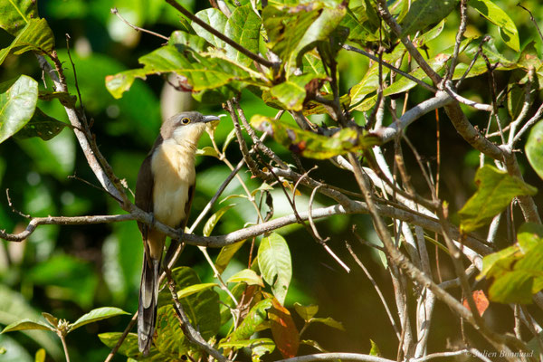 Coulicou de Vieillot — Coccyzus melacoryphus Vieillot, 1817