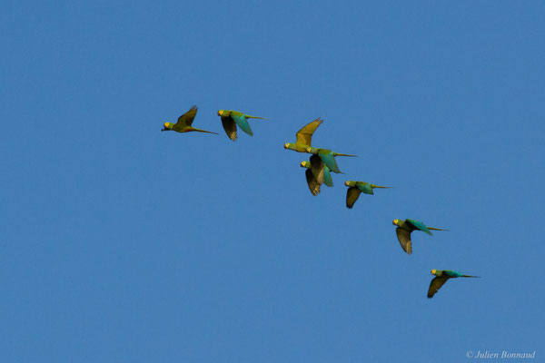 Ara macavouanne — Orthopsittaca manilatus (Boddaert, 1783), (Approuague, Régina, Guyane, le 11/09/2017)