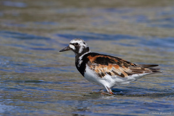 Tournepierre à collier — Arenaria interpres (Linnaeus, 1758)
