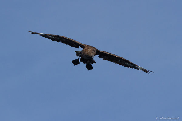 Grand Labbe — Stercorarius skua (Brünnich, 1764), (Saint-Jean-de-Luz (64), France, le 17/10/2020)