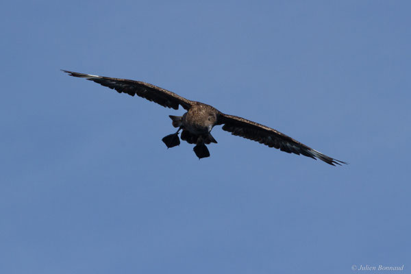 Grand Labbe — Stercorarius skua (Brünnich, 1764)