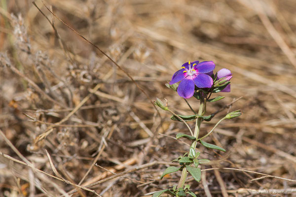 Lysimaque de Monnel ou Mouron de Monnel — Lysimachia monelli (L.) U.Manns & Anderb., 2009, (Parc national de Doñana, El Rocio (Andalousie), le 06/08/2020)