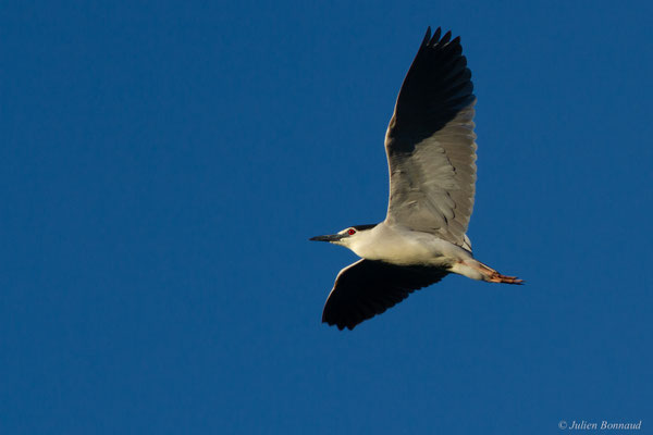 Bihoreau gris — Nycticorax nycticorax (Linnaeus, 1758)