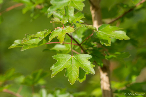 Érable champêtre — Acer campestre L., 1753, (Parbayse (64), France, le 07/05/2020)