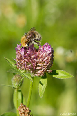 Bourdon des pierres — Bombus lapidarius (Linnaeus, 1758), (Périgueux (24), France, le 06/08/2018)