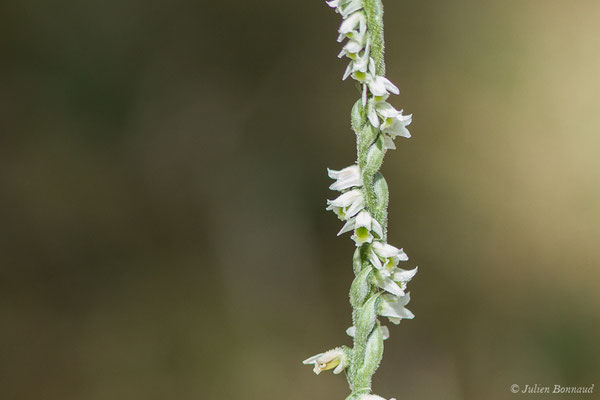 Spiranthe d'automne ou Spiranthe spiralée — Spiranthes spiralis (L.) Chevall., 1827