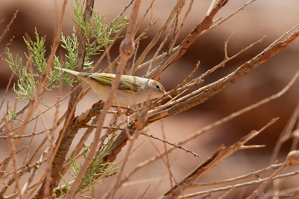 Pouillot de Bonelli — Phylloscopus bonelli (Vieillot, 1819), (Msseyed (Guelmim-Oued Noun), Maroc, le 29/01/2024)