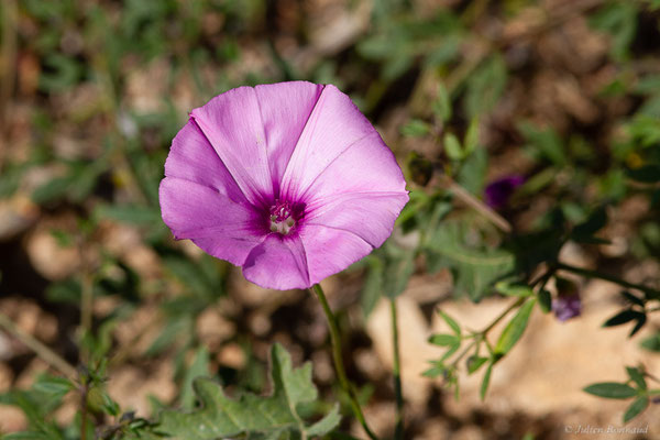 Liseron fausse guimauve — Convolvulus althaeoides L., 1753, (Laazib (Guelmim-Oued Noun), Maroc, le 30/01/2023)