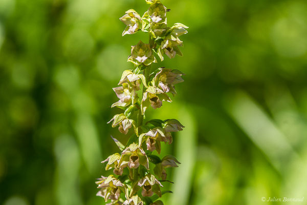 Épipactis à larges feuilles ou Elléborine à larges feuilles — Epipactis helleborine (L.) Crantz, 1769