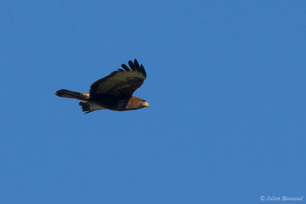 Buse variable — Buteo buteo (Linnaeus, 1758), (adulte) (Laglorieuse (40), France, le 26/05/2020)
