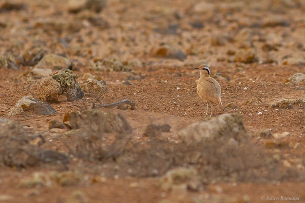 Courvite isabelle — Cursorius cursor (Latham, 1787), (Tindaya, Fuerteventura, (Iles Canaries, Espagne), le 19/02/2022)