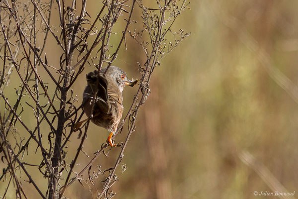 Fauvette pitchou — Sylvia undata (Boddaert, 1783), (Ossun (65), France, le 13/11/2019)