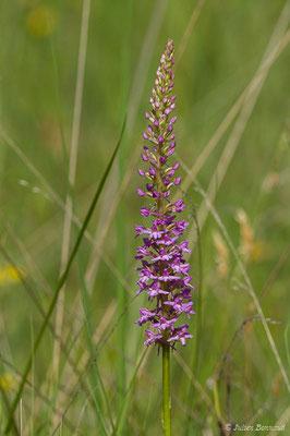 Gymnadénie moucheron, Orchis moucheron, Orchis moustique — Gymnadenia conopsea (L.) R.Br., 1813