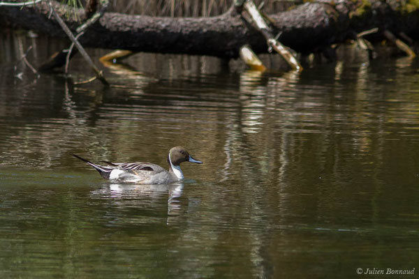 Canard pilet – Anas acuta Linnaeus, 1758, (mâle en mue estivale)  (réserve ornithologique du Teich (33), France, le 23/05/2021)