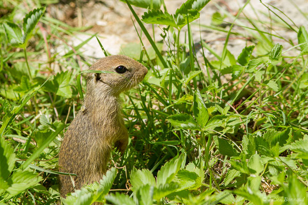 Souslik d'Europe ou Spermophile d'Europe — Spermophilus citellus (Linnaeus, 1766)