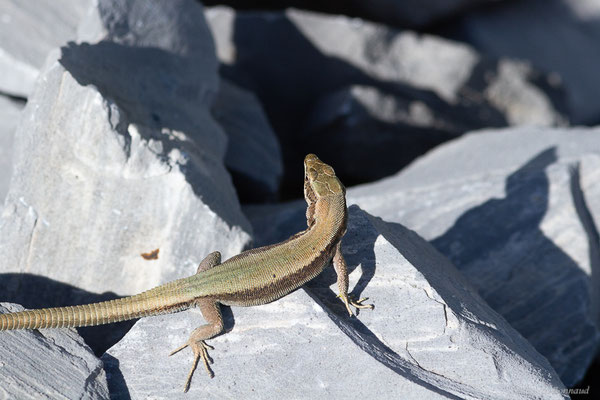 Lézard de Bonnal — Iberalacerta bonnali (Lantz, 1927),  (Station de ski de Gourette, Eaux-Bonnes, 22/07/2022)