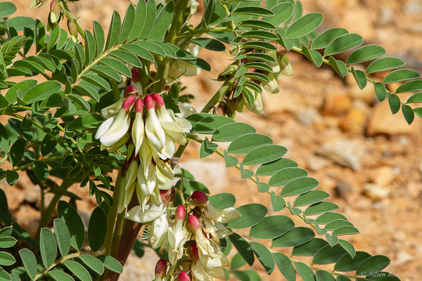 Astragale du Portugal — Erophaca baetica subsp. baetica (L.) Boiss.
